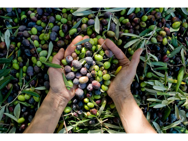raccolta olive raccolta olive